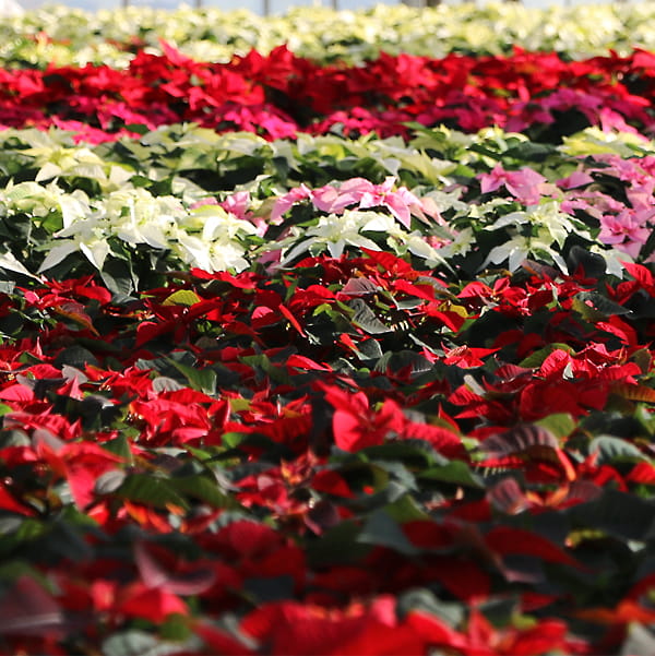 blumen-dauner-gerstetten-pflanzen-02-min