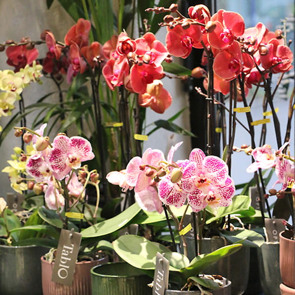 blumen-dauner-gerstetten-pflanzen-03-min