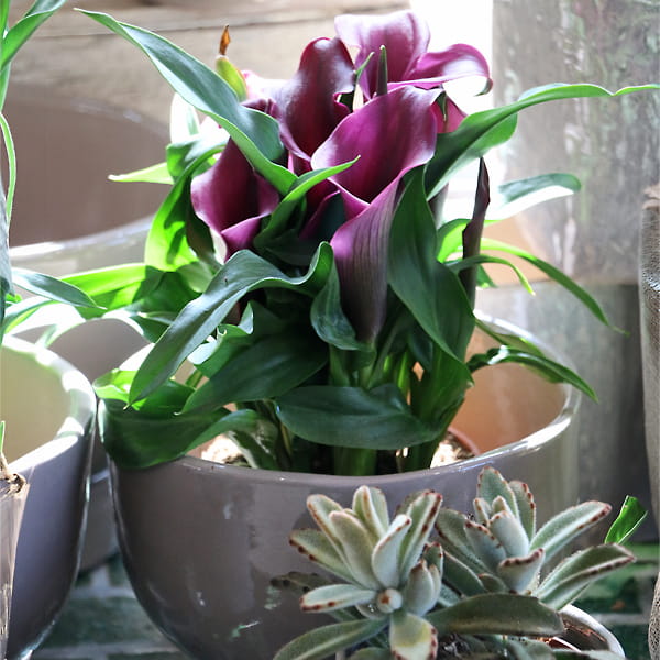 blumen-dauner-gerstetten-pflanzen-07-min